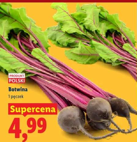 Burak ćwikłowy botwina