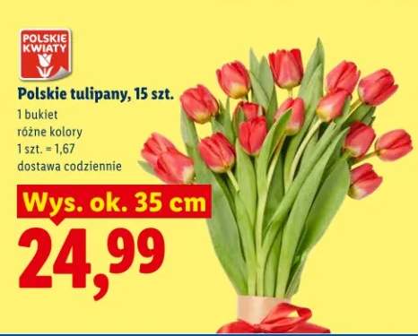 Tulipany polskie 15szt różne kolory