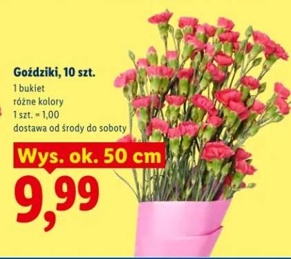 Goździki 10szt różne kolory