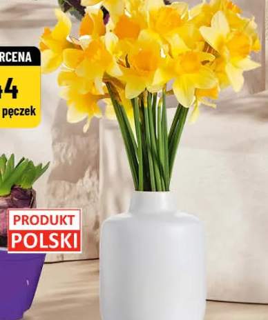 żonkile