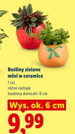 Rośliny zielone mini w ceramice