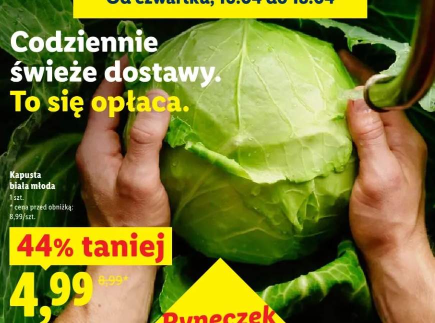 Kapusta biała młoda