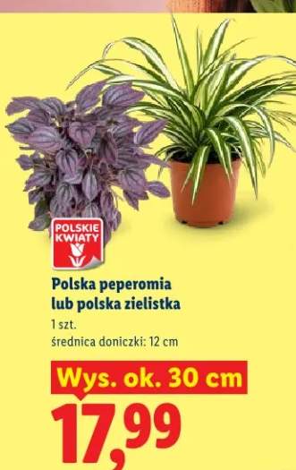 Peperomia lub zielistka