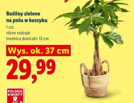 Rośliny zielone na pniu w koszyku różne rodzaje