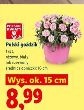 Goździk polski różowy, biały lub czerwony