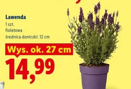 Lawenda