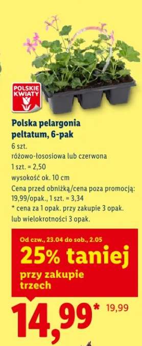 Pelargonia peltatum 6-pack