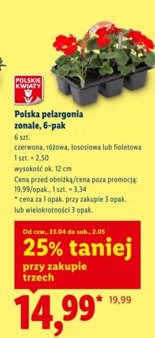 Pelargonia zonale 6-pack