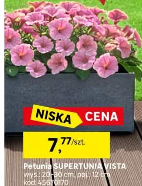 petunia