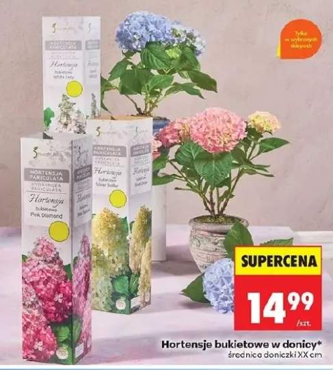 hortensja