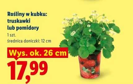 Roślina w kubku pomidory