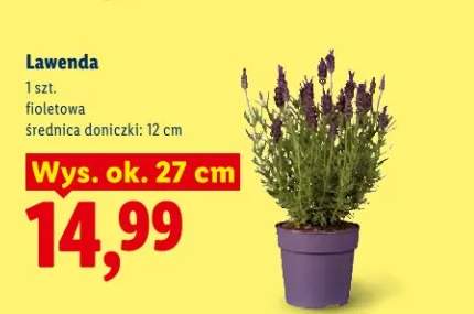 Lawenda fioletowa