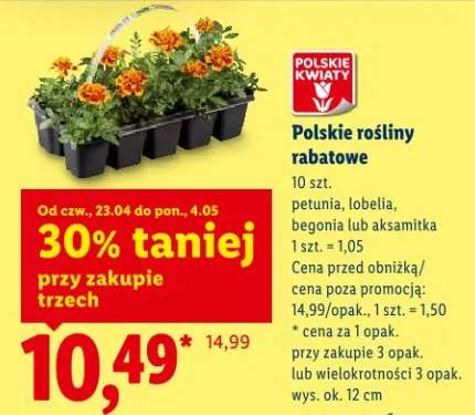 Polskie rośliny rabatowe petunia