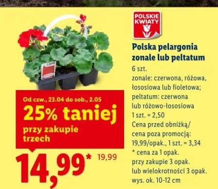 Polska pelargonia peltatum czerwona