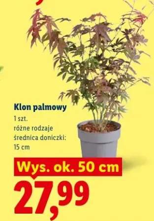 Klon palmowy