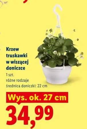 Krzew truskawki w wiszącej doniczce