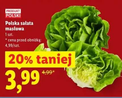 Sałata masłowa polska
