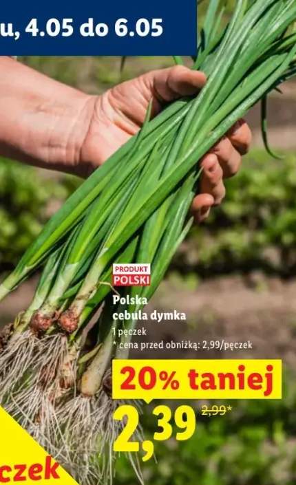 Cebula dymka polska