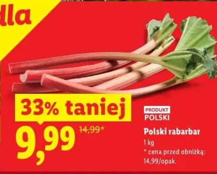 Rabarbar polski