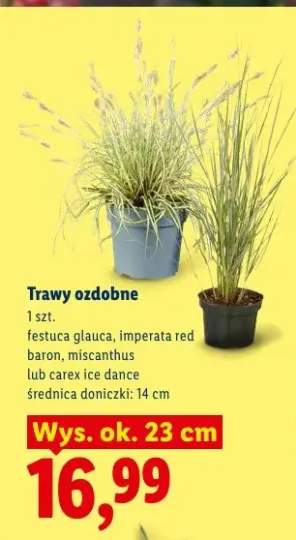 Trawy ozdobne carex ice dance