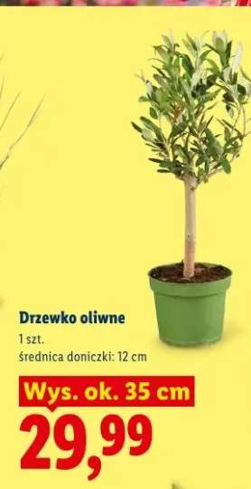 Drzewko oliwne