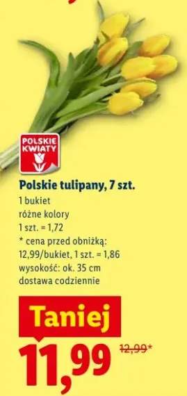 Polskie tulipany 7szt.
