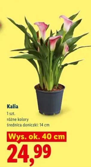 Kalia w doniczce