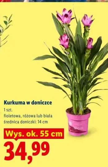 Kurkuma w doniczce różowa