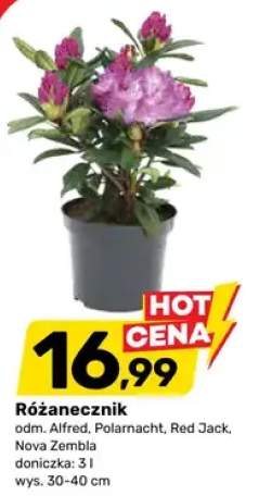 różanecznik