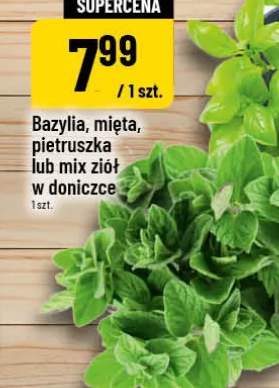 zioła w doniczce