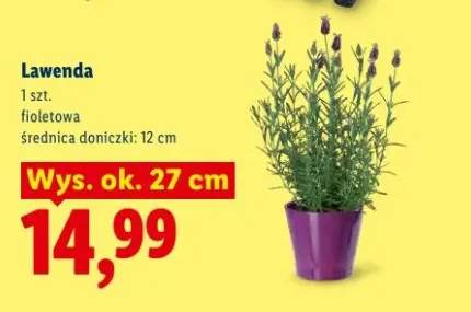 Lawenda fioletowa