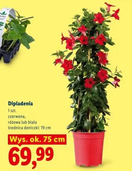 Dipladenia biała