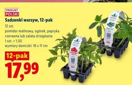 Sadzonki warzyw papryka czerwona 12-pak