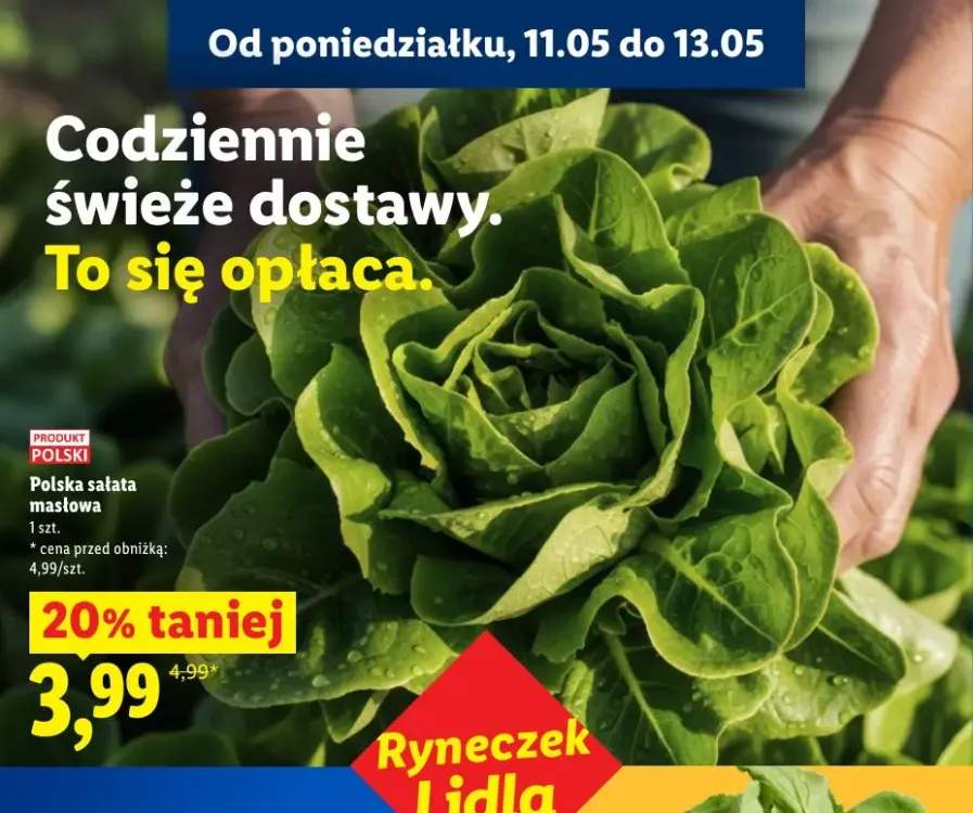 Sałata masłowa polska