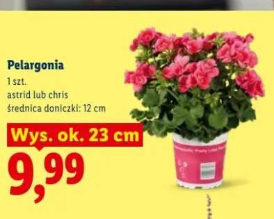 Pelargonia chris