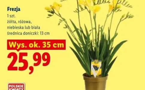 Frezja żółta
