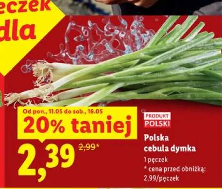 Cebula dymka polska