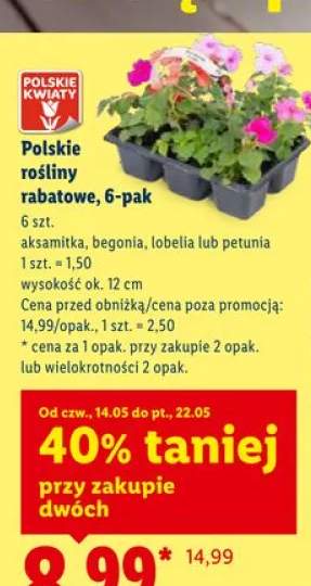 Polskie rośliny rabatowe petunia 6-pak