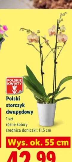 Polski storczyk dwupędowy