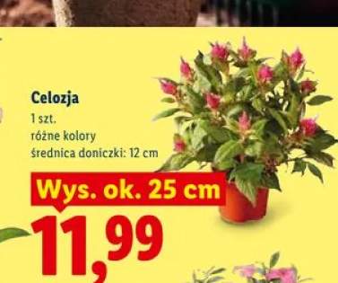 Celozja