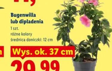 Bugenwilla