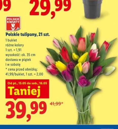 Polskie tulipany 21-pak
