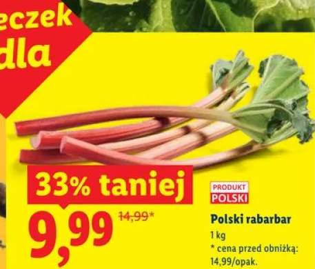Rabarbar polski