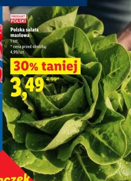 Sałata masłowa polska