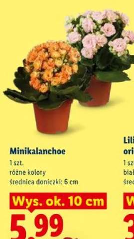 Minikalanchoe średnica doniczki 6cm wys. ok. 10cm