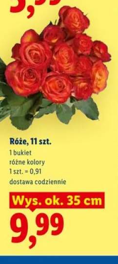 Róże 11-pak wys. ok. 35cm