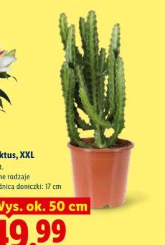 Kaktus XXL średnica doniczki 17cm wys. ok. 50cm