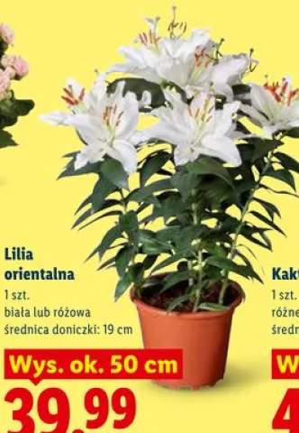 Lilia orientalna różowa średnica doniczki 19cm wys. ok. 50cm