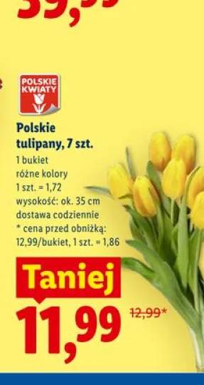 Polskie tulipany 7-pak wys. ok. 35cm