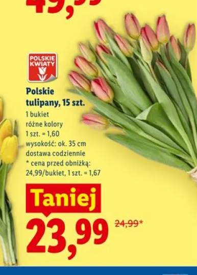 Polskie tulipany 15-pak wys. ok. 35cm